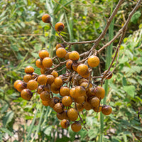 Wasnoten - natuurlijk wassen, met waszakje 750gr - Elicious