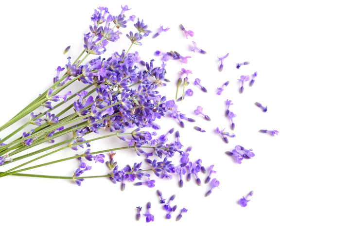 Lavendel-Elicious